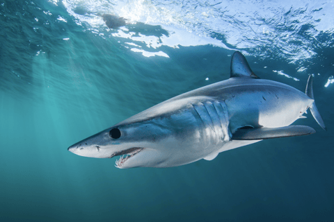 Cape Town: Shark Cage Dive Shark Cage Dive with Meeting Point