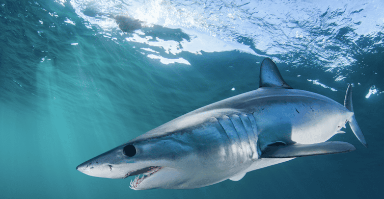 Cape Town: Shark Cage Dive