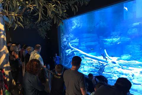 Cairns: Aquariumbezoek en stadstour met lunch