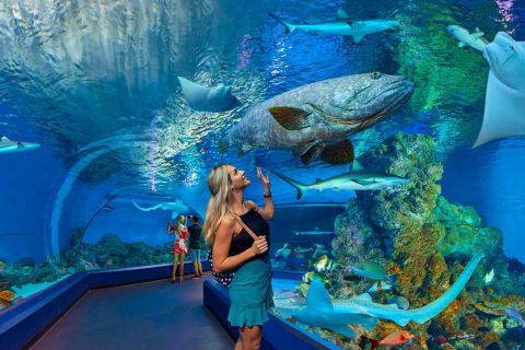Cairns Aquarium Turtle Hospital and City Sightseeing Tour