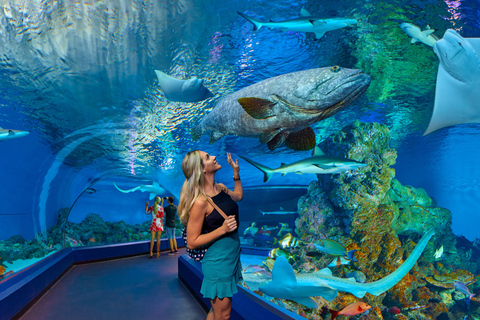 Cairns: Aquarium Visit and City Sightseeing Tour with Lunch