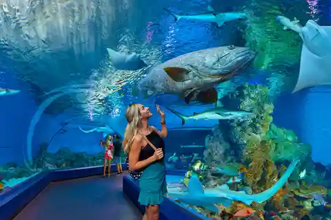 Cairns Aquarium Turtle Hospital and City Sightseeing Tour