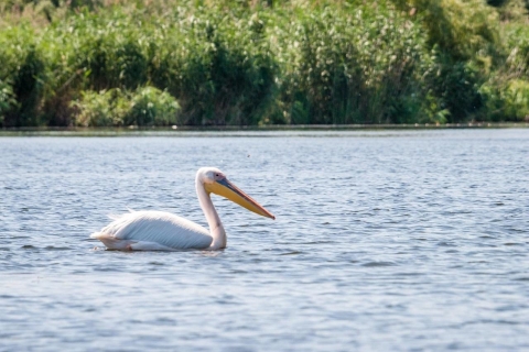 Danube Delta - 2-Day Tour from Bucharest 2-Day Tour