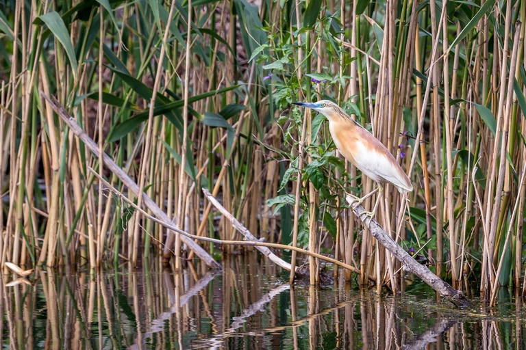 Danube Delta - 2-Day Tour from Bucharest 2-Day Tour