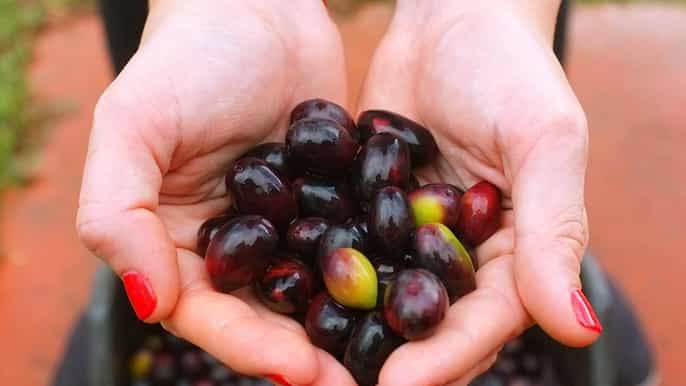 laconia dégustation dhuile dolive et de vin dans une ferme biologique