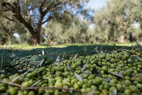 Rundtur och provsmakning av olivolja i Kalamata, Messinia, GreklandOlivoljevisning och provsmakning i Kalamata, Messinia Grekland