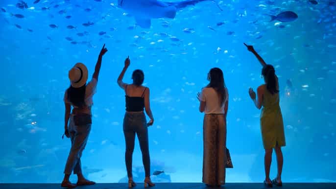 phuket tickets für aquaria phuket und trick eye museum