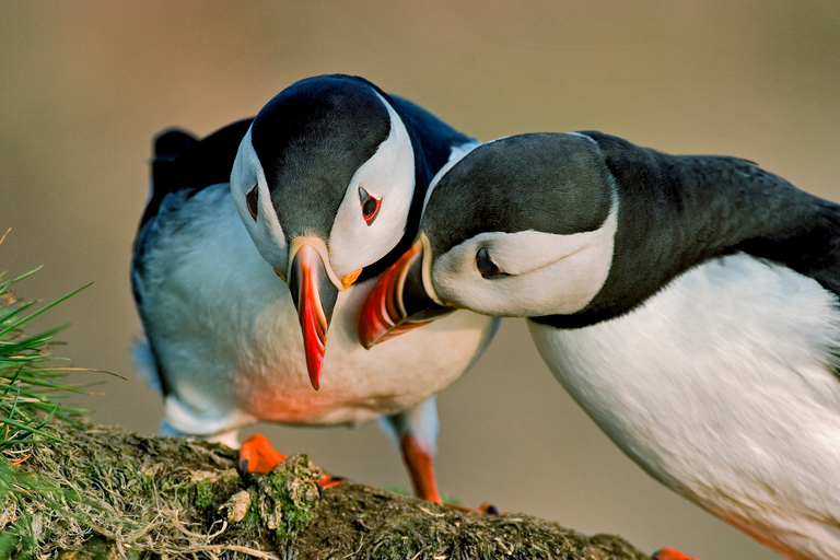 Reykjavik: Puffin Watching Boat Tour