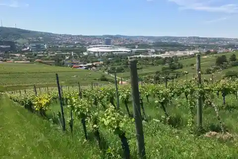 Stuttgart: Vintur med vine fra de bedste vinproducenter