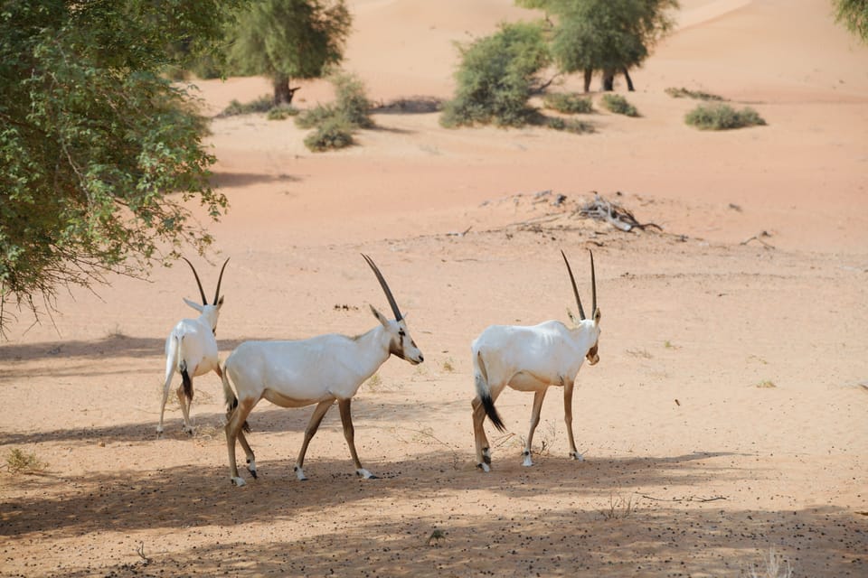 Dubai Safari Por El Desierto De Las Dunas Rojas Con Desayuno Y Paseo