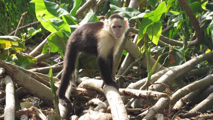 ab panamastadt gatúnsee und monkey island