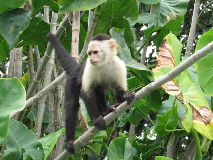 monkey island tour panama