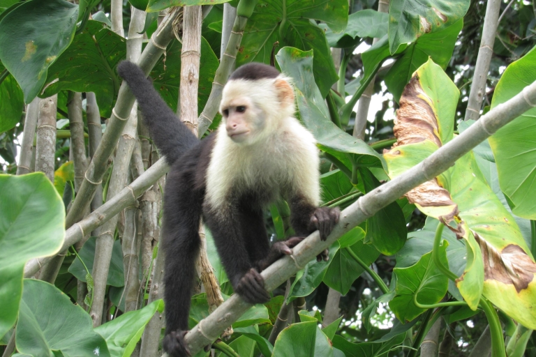 Z Panama City: Gatun Lake i Monkey Island Tour