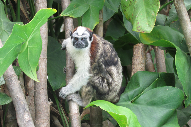 From Panama City: Gatun Lake and Monkey Island Tour