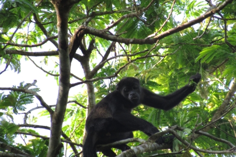 De Panama City: visite du lac Gatun et de l'île aux singes