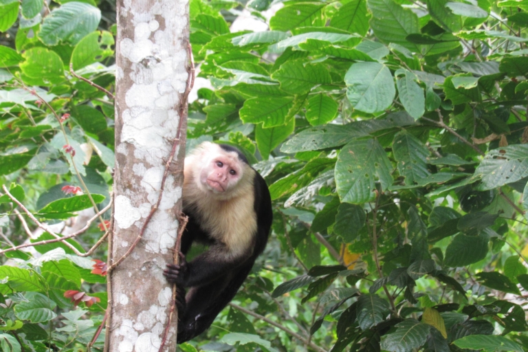 De Panama City: visite du lac Gatun et de l'île aux singes