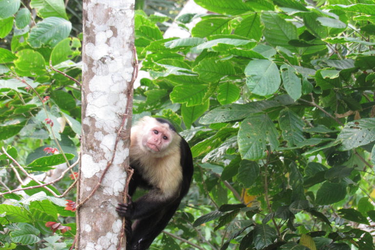 Van Panama City: Gatun Lake en Monkey Island Tour