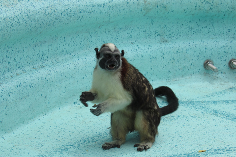 De Panama City: visite du lac Gatun et de l'île aux singes