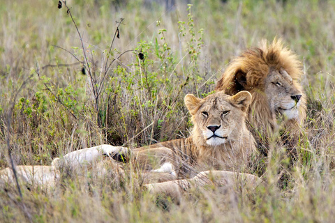 5 Days Tarangire, Serengeti &amp; Ngorongoro Group Safari