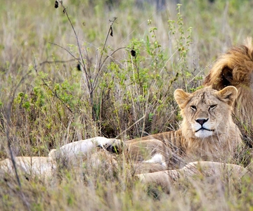5 Days Tarangire, Serengeti & Ngorongoro Group Safari
