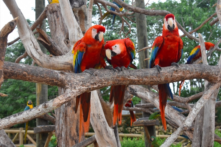 Cartagena: National Aviary of Colombia Entrance Tickets Tickets for Colombians