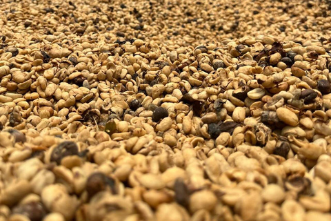 From Bogotá: Cerro Monserrate or Guadalupe and All-Inclusive Coffee Sightseeing Tour