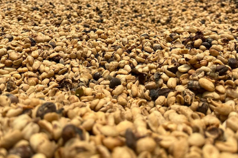 From Bogotá: Cerro Monserrate or Guadalupe and All-Inclusive Coffee Sightseeing Tour