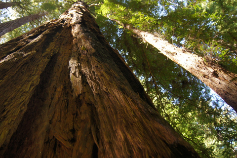 San Francisco: Alcatraz Island & Guided Muir Woods Tour