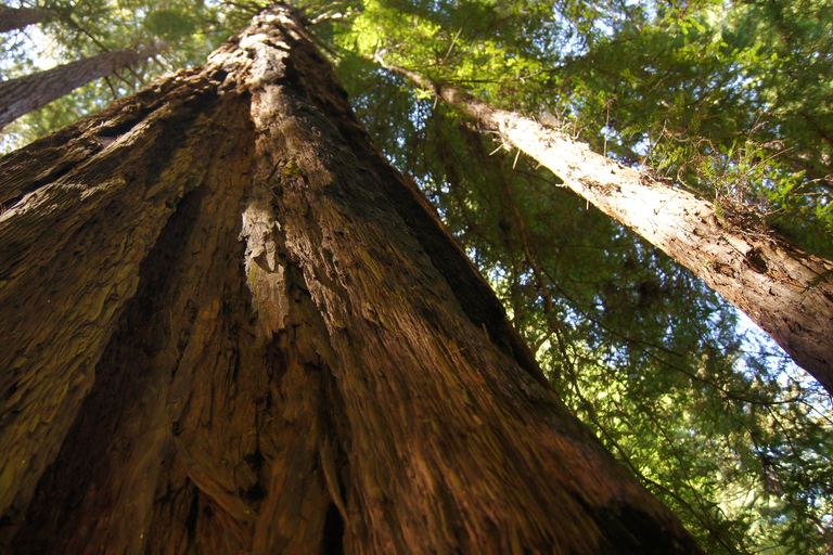 San Francisco: Alcatraz Island & Guided Muir Woods Tour