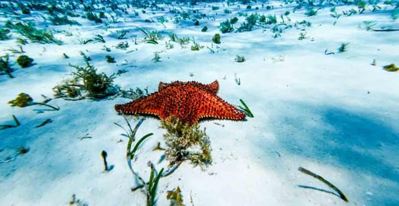 Cozumel: El Cielo Starfish Sanctuary, Reefs & Fresh Ceviche