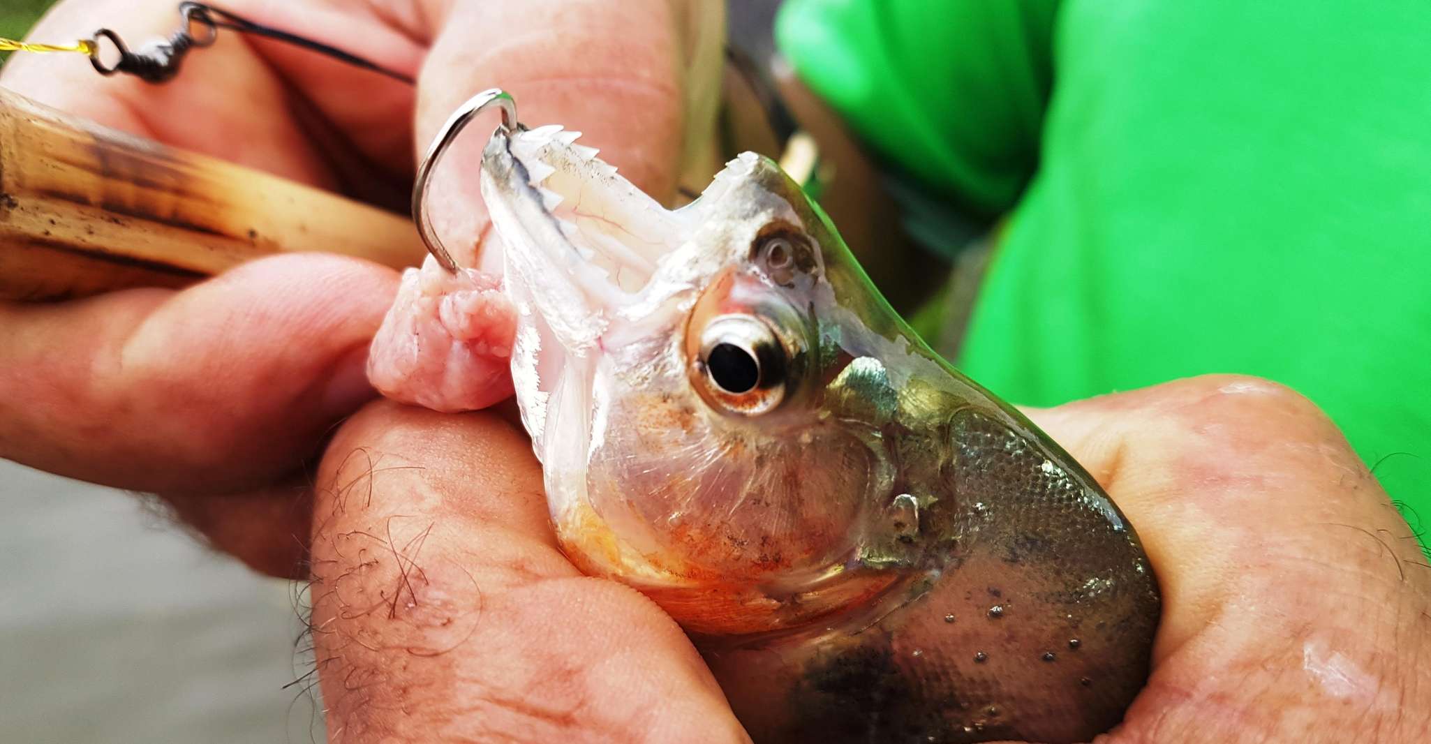 Manaus, Piranha Pêche et Alligator Regarder le soir - Hizvo