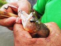 Manaus, Piranha Pêche et Alligator Regarder le soir - Hizvo
