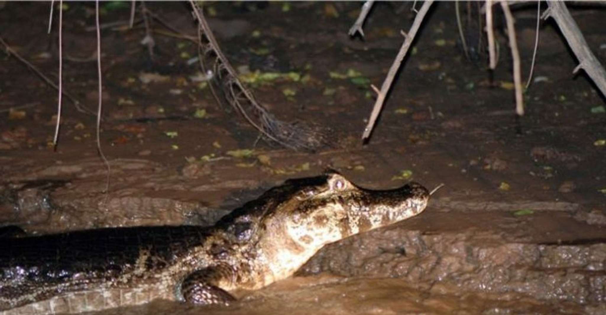 Manaus, Piranha Pêche et Alligator Regarder le soir - Hizvo