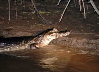 Manaus, Piranha Pêche et Alligator Regarder le soir - Hizvo