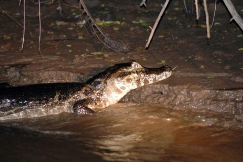 Ab Manaus: Piranha-Angeltour & Alligatorbeobachtung am Abend