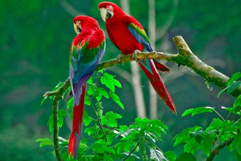 From Manaus: 2, 3, 4 or 5-Day Jungle Tour at Tucan Lodge 4 Day / 3 Night Tour