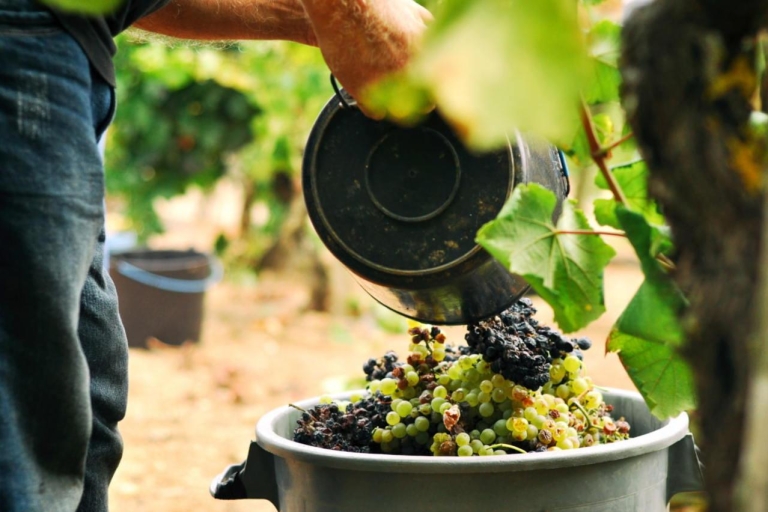 Vinho Verde Full-Day Premium Wine Tour Vinho Verde Private Tour - All-Inclusive