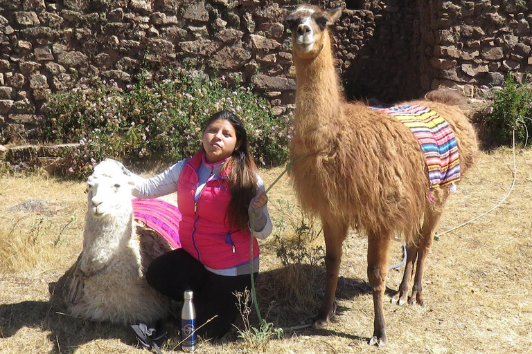 From Cusco: Connection with Nature - Alpaca Therapy