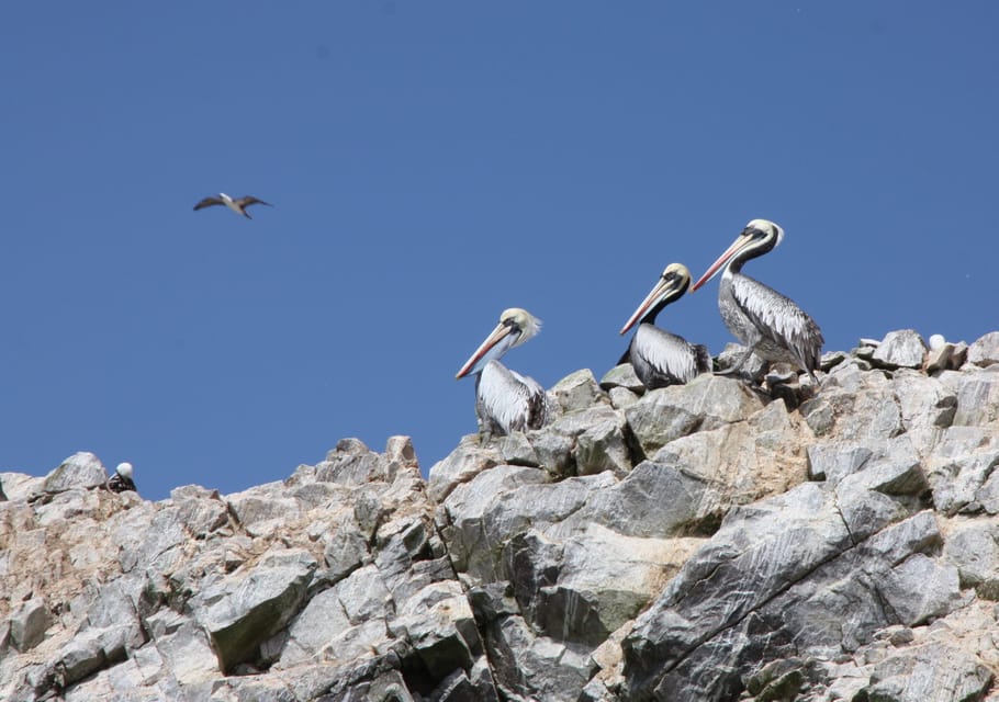 Lima Excursión a las Islas Ballestas Oasis de Huacachina y Líneas de