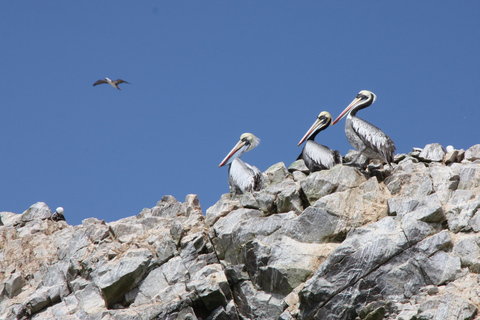 Lima: Ballestas-Inseln, Huacachina &amp; Nazca-Linien + MittagessenLima: Ballestas-Inseln, Huacachina-Oase und Nazca-Linien-Tour