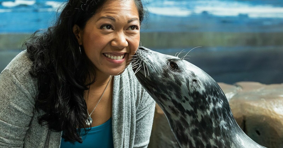 Georgia Aquarium: Harbor Seal Animal Encounter | GetYourGuide