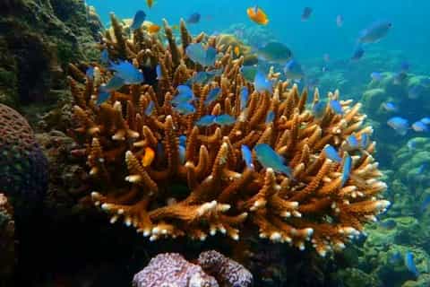 Trang: Full-Day Outer & Inner Ko Rok Private Speed Boat Tour