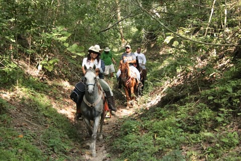 From Puerta Vallarta: Jungle Horseback Riding Tour