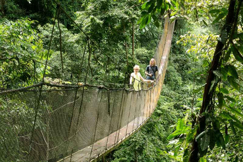 Para aumentar agudo Velo Manuel Antonio: recorrido por el puente y la cascada del parque Rainmaker |  GetYourGuide