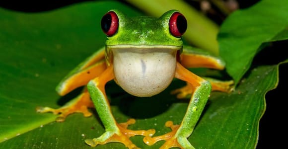Manuel Antonio: Rainmaker Park Night Tour with Dinner