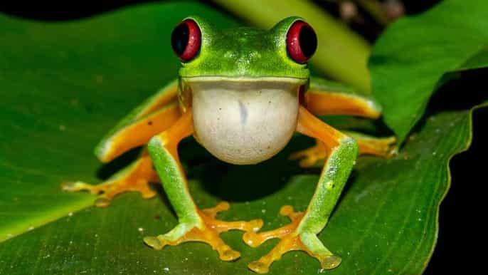 manuel antonio night jungle tour