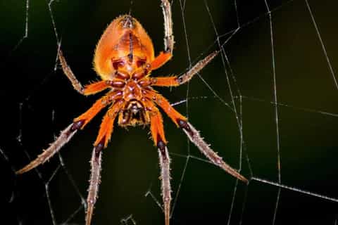 From Manuel Antonio: Rainmaker Conservation Park Night Tour