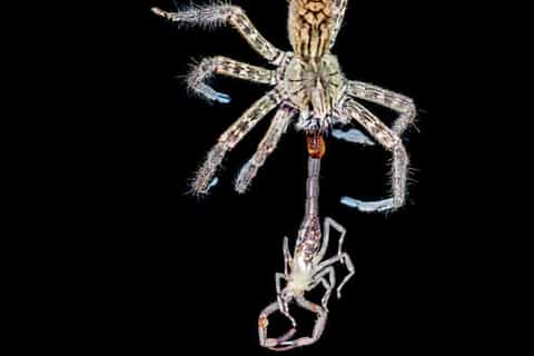 From Manuel Antonio: Rainmaker Conservation Park Night Tour