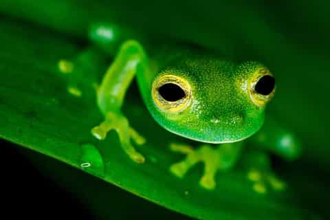 From Manuel Antonio: Rainmaker Conservation Park Night Tour