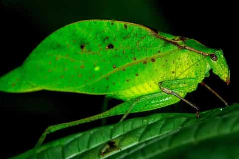 From Manuel Antonio: Rainmaker Conservation Park Night Tour